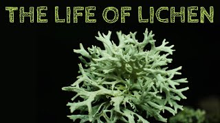 The Life of Lichen [upl. by Attemaj105]