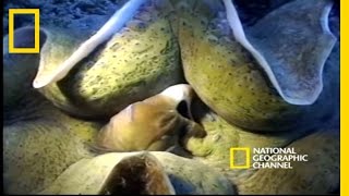 Monsters of the Deep  National Geographic [upl. by Marty]