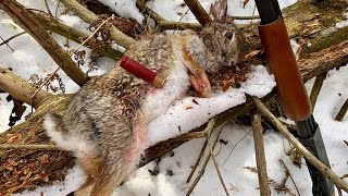 Rabbit Hunting Tips for Beginners [upl. by Atreb289]