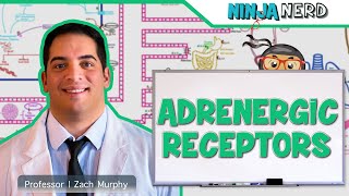 Neurology  Adrenergic Receptors [upl. by Rockwood822]