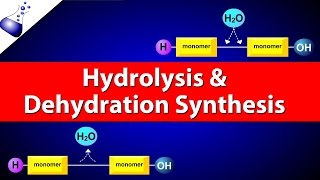 Carbohydrates honors biology [upl. by Yelnahs]