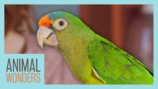 Parrot Care Basics  Compilation [upl. by Gettings]