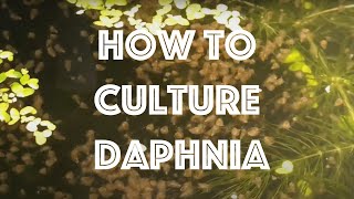 How To Culture Daphnia Magna [upl. by Grane]