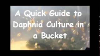 How to culture daphnia outside [upl. by Akcirederf]