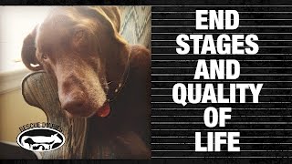 Dogs Life PS2 Playthrough Part 1 [upl. by Therron371]