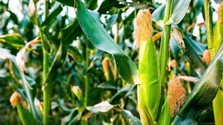 How to Grow Corn  Complete Growing Guide [upl. by Angie]