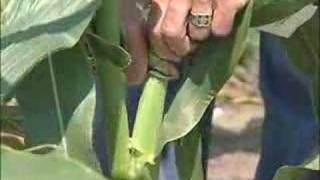 Pollination Methods Corn [upl. by Lemal]