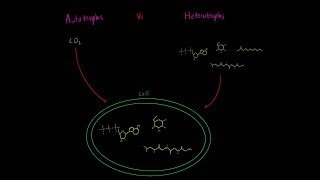 Autotrophs vs Heterotrophs EVERYTHING YOU NEED TO KNOW Biology Metabolism MCAT [upl. by Bena926]