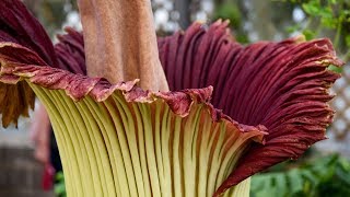 Everything You Wanted to Know About a Corpse Flower [upl. by Thynne208]