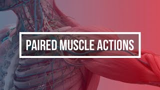 PAIRED MUSCLE ACTIONS [upl. by Kcirdahs]