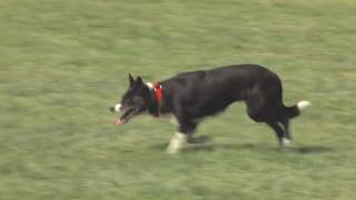 Redwood Empire Sheepdog Championship 2019 [upl. by Gnek]