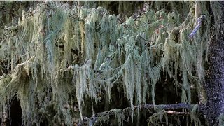 Lichens and Lichen Bioindication Science [upl. by Margaret]