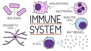 Understanding the Immune System in One Video [upl. by Ssilb]