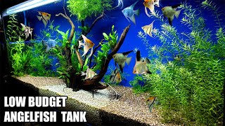 Build A Low Budget Planted Aquarium For Angelfish [upl. by Bolte]