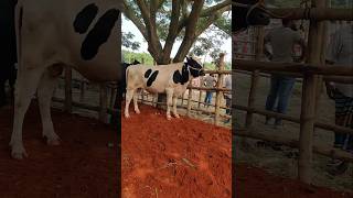 cow market Bangladesh cow [upl. by Sumetra738]