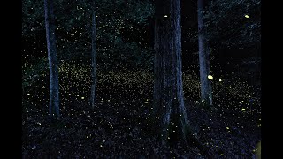 Photuris  Synchronous Fireflies of Congaree National Park [upl. by Yecnahc]