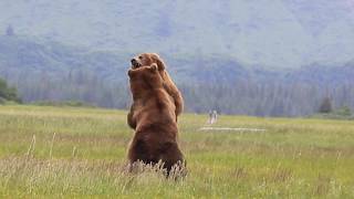 Alaska Grizzly vs Grizzly bear fight [upl. by Eillam283]