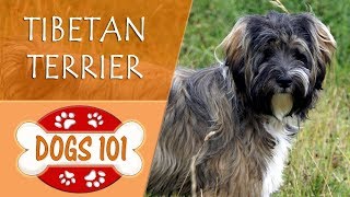 Dogs 101  TIBETAN TERRIER  Top Dog Facts About the TIBETAN TERRIER [upl. by Renault]