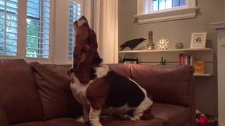 basset hound howling [upl. by Ybloc]