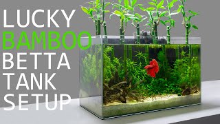 Building a Lucky Bamboo Betta Aquarium [upl. by Leanard]