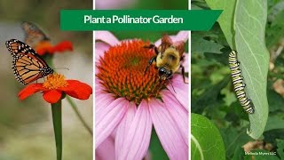 How to Plant a Pollinator Garden [upl. by Enitsud]