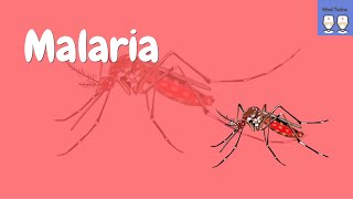 Pathophysiology of Malaria Life cycle of the plasmodium parasite Common symptoms [upl. by Portingale24]