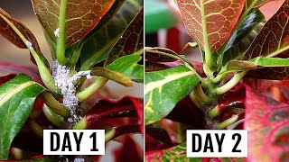 5 SIMPLEST Ways To GET Rid of Mealybugs In MINUTES [upl. by Uahc]