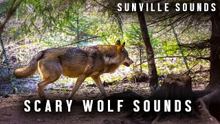 10 Hours of Scary Wolf Howling  Animal Sounds with Peter Beaten [upl. by Anaid510]