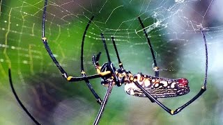 Giant Wood Spider Nephila maculata one of the biggest spiders in the world [upl. by Innavoj]