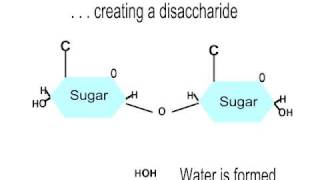 Dehydration Synthesis Disaccharide [upl. by Carpenter]