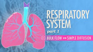 Respiratory System Part 1 Crash Course Anatomy amp Physiology 31 [upl. by Aracaj]