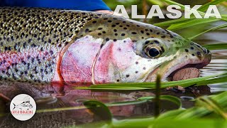 Alaska Fly Fishing with a Mouse Fly  Aniak by Todd Moen [upl. by Amerd]