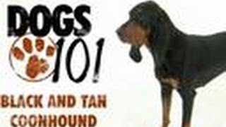 Black and Tan Coonhound  Dogs 101 [upl. by Skerl]