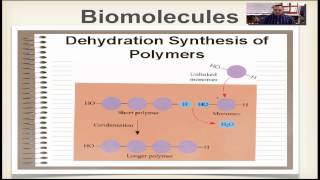 Condensation and Hydrolysis Reactions [upl. by Oiceladni903]