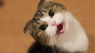 Grappige Katten En Kittens Miauwen Compilatie HD [upl. by Adnorrahs504]