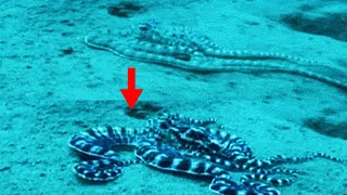 15 Interesting Facts About the Mimic Octopus [upl. by Korenblat]