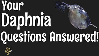 Daphnia Questions Answered [upl. by Stefanie]