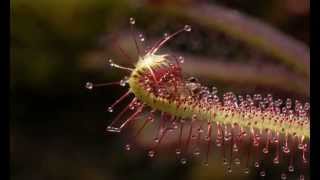 Midge on Drosera capensis Sundew mov [upl. by Nodnelg]