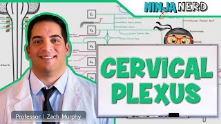 Neurology  Cervical Plexus [upl. by Sanyu984]