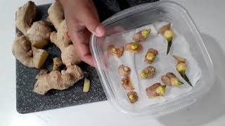 Growing store bought ginger  Interesting trick to make them root quicker [upl. by Phaidra]