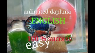 daphnia moina culture Easy way Unlimited production English  with sub Green water Chlorella [upl. by Nevlin]