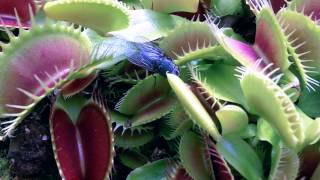 Plantes Carnivores  Dionaea Muscipula 2013 [upl. by Traweek340]