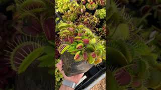 Dionaea muscipula Low Giant [upl. by Burgener]