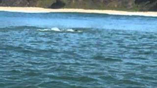 Dolphins attack porpoises in Monterey Bay [upl. by Azpurua]