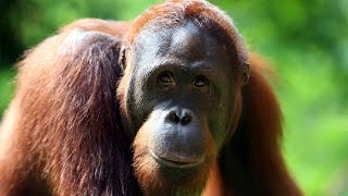 Can We Save Orangutans [upl. by Ayarahs826]