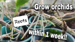 How to propagate Orchids [upl. by Grobe]