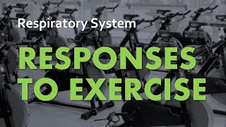 Responses to Exercise  Respiratory System 06  Anatomy amp Physiology [upl. by Taka]