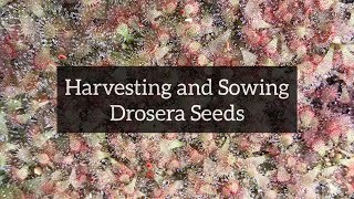 Harvesting and Sowing Drosera Seeds  SubTropical Sundews [upl. by Akcirderf596]