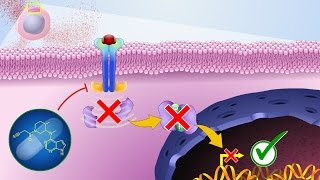 Mechanism of Action of JAK Inhibitors [upl. by Eilasor376]