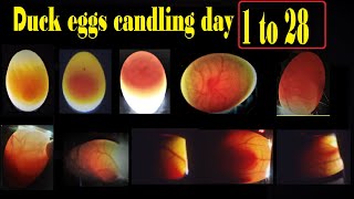 DUCK EGGS CANDLING DAY 1 TO 28 [upl. by Piefer956]